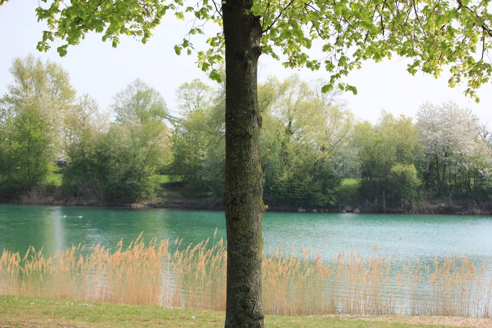 Natur pur (unbearbeitet, wie immer)