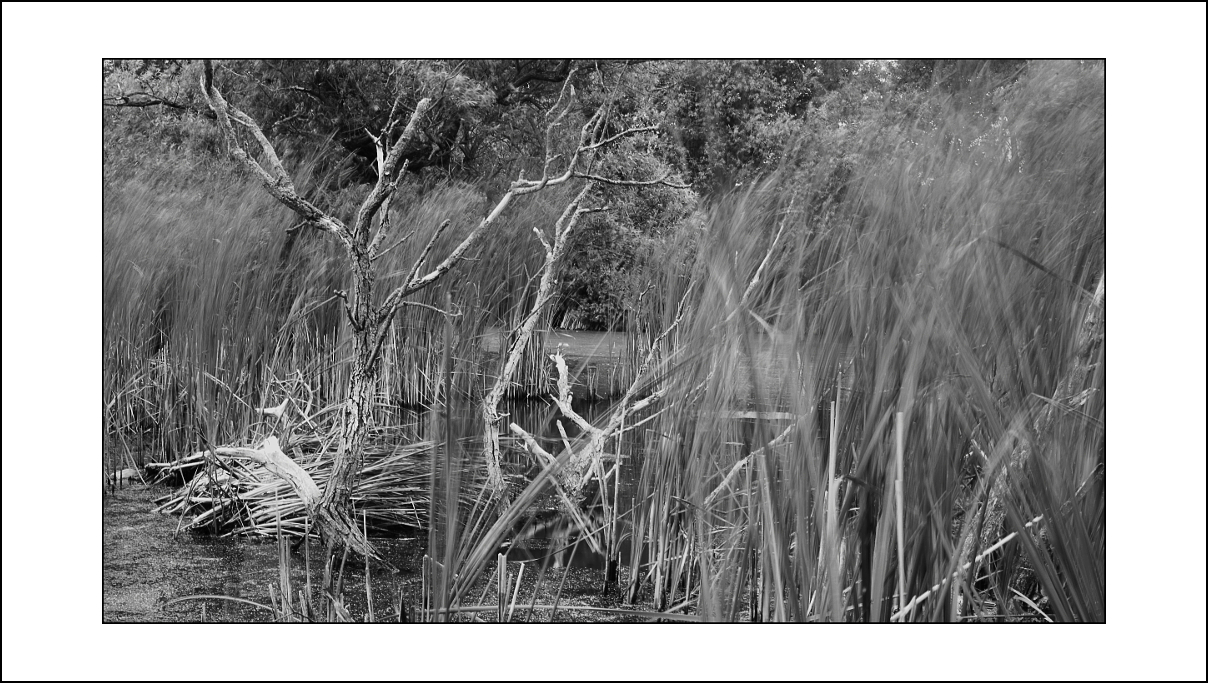 Natur pur - unbeugsam