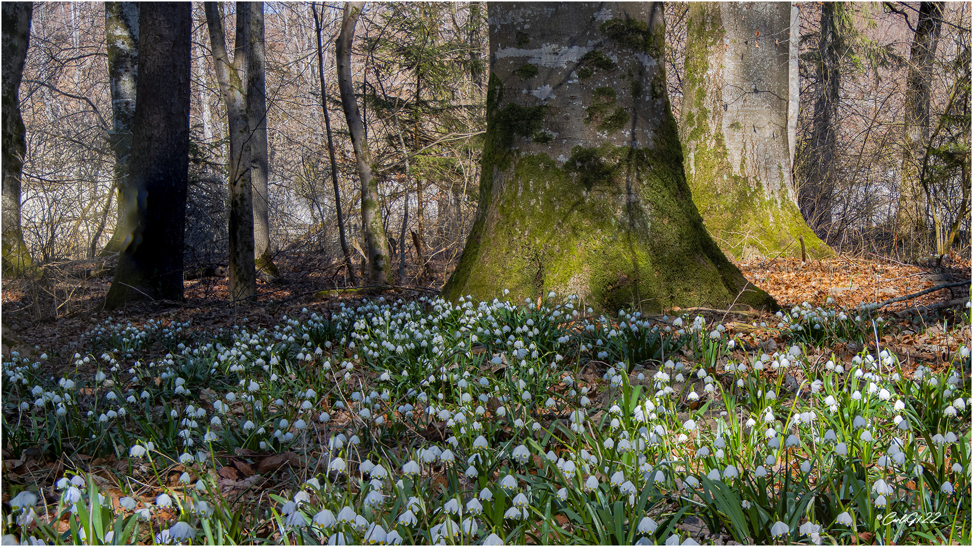 Natur Pur unter den alten Bäumen