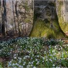 Natur Pur unter den alten Bäumen