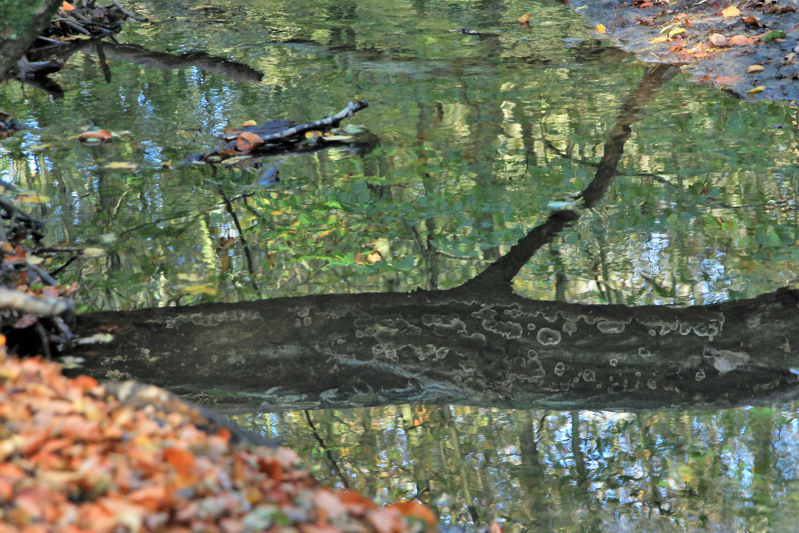 Natur pur, Urwald Hasbruch