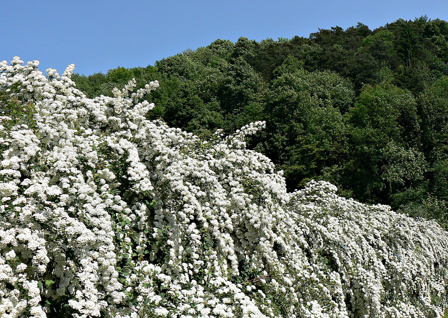 Natur Pur vor der Haustür