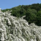 Natur Pur vor der Haustür