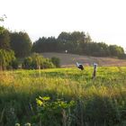 Natur pur - Wegesrand in den Masuren