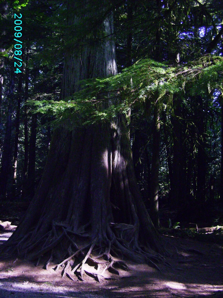 Natur pur! Wie alt dieser Baum wohl sein mag?