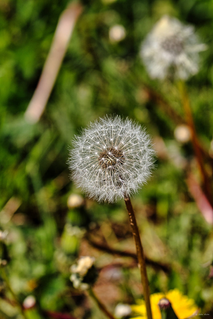 Natur Querbeet