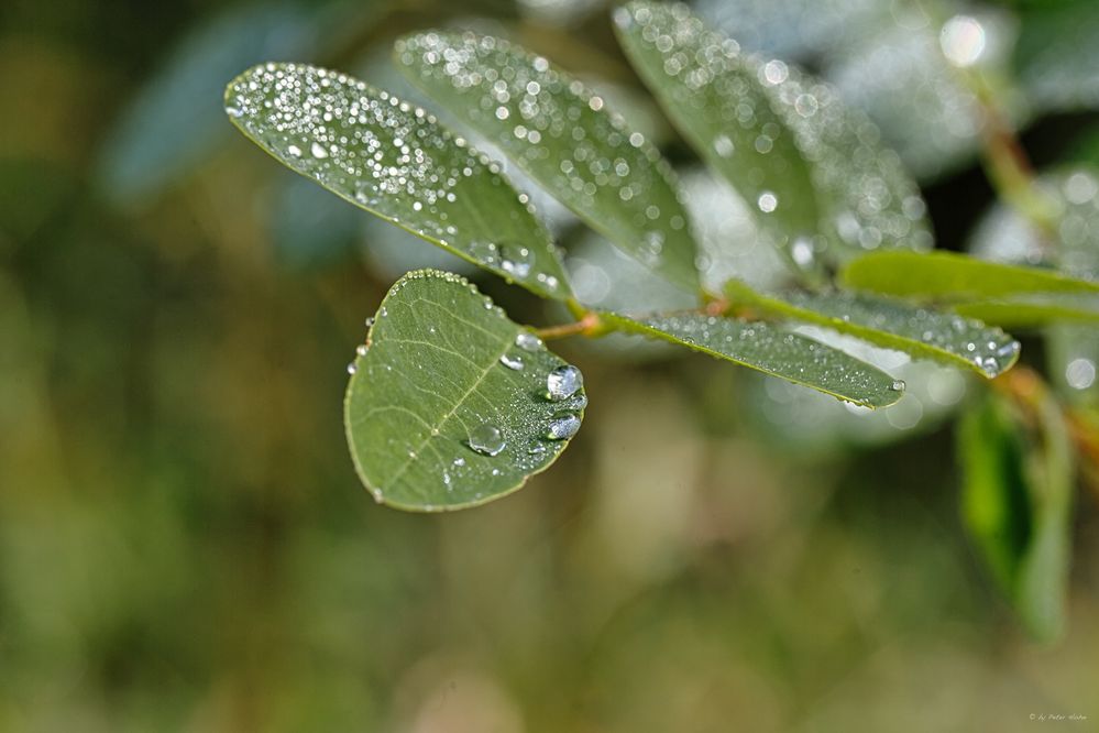 Natur Querbeet