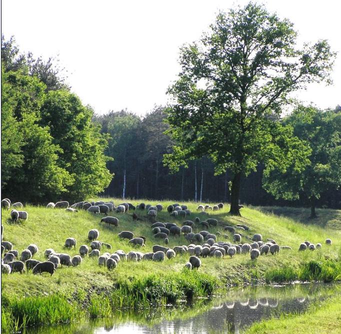 Natur-Rasenmäher