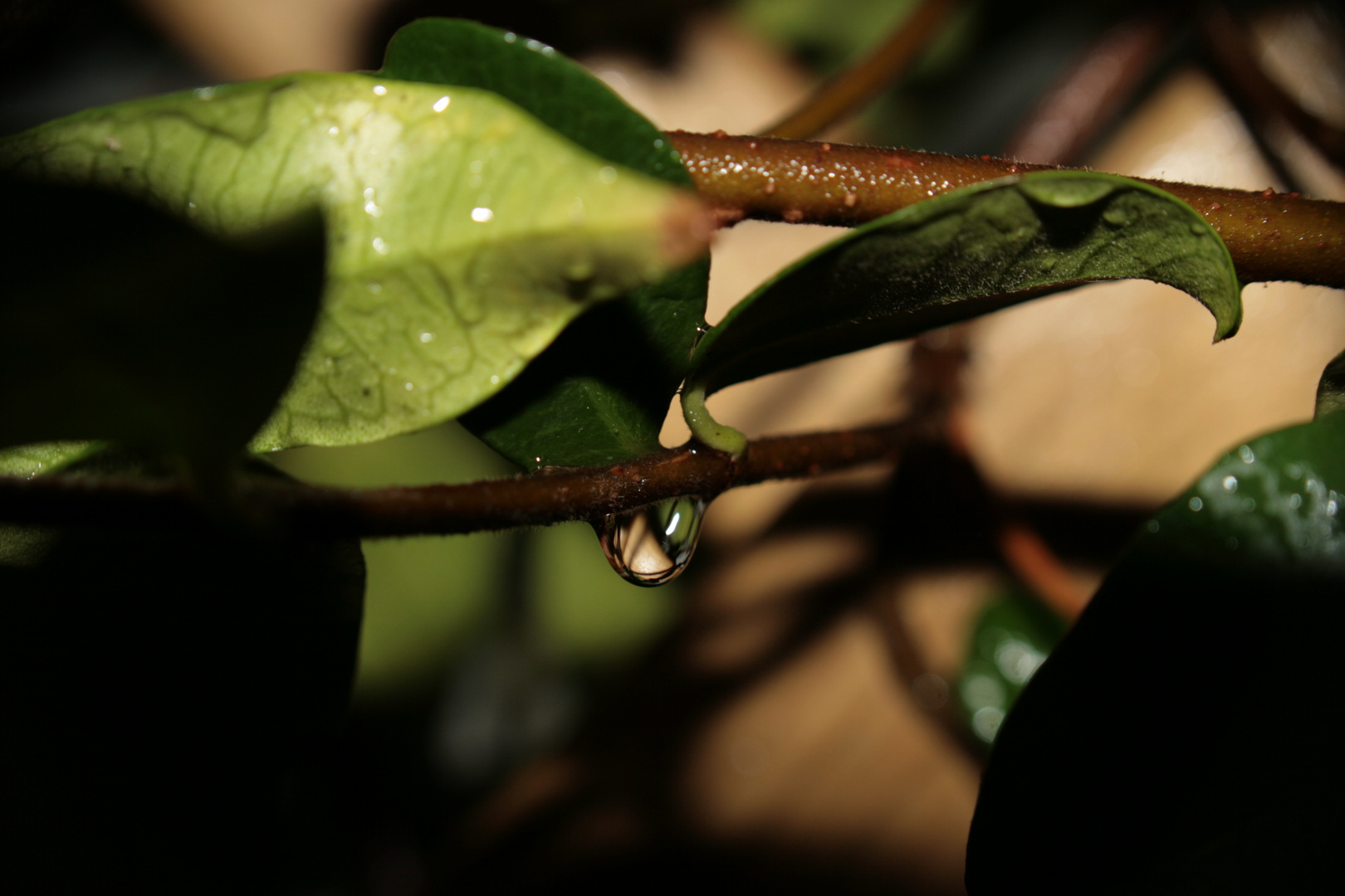 Natur Regen2