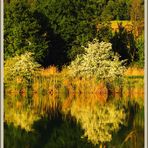Natur, Reuss, Rottenschwil CH 2025-05-10 260 ©