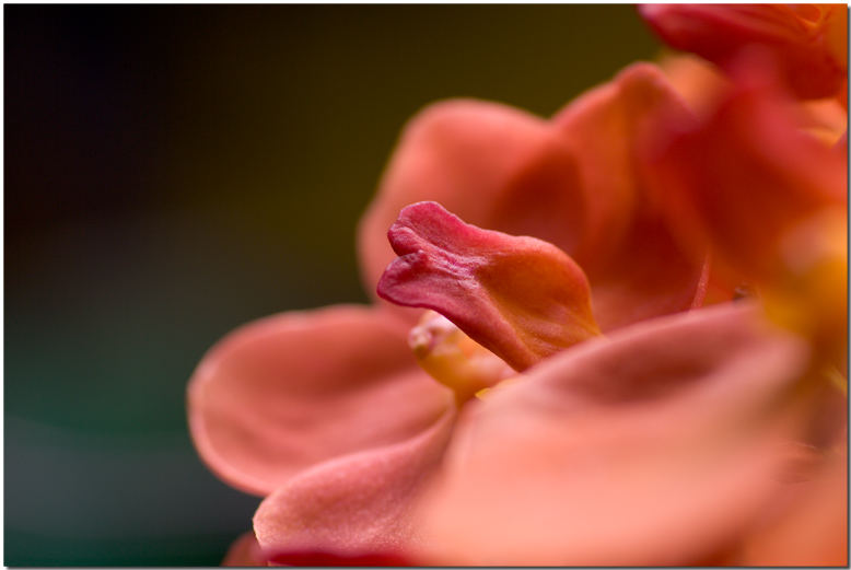 Natur rot von Dariusz Sabala