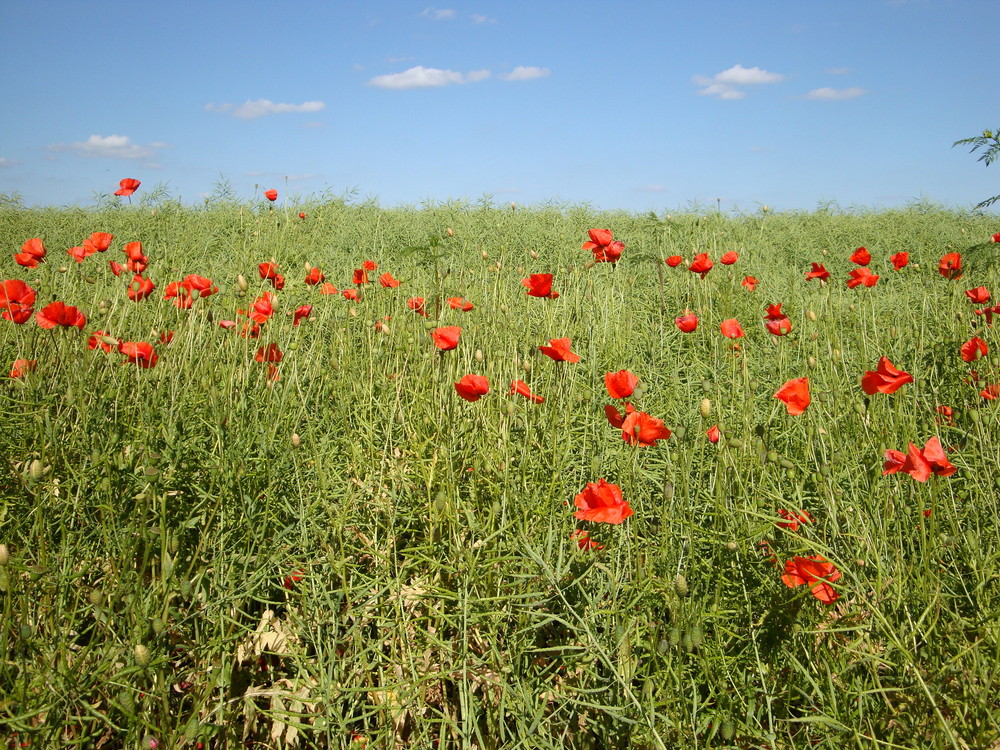 Natur rot