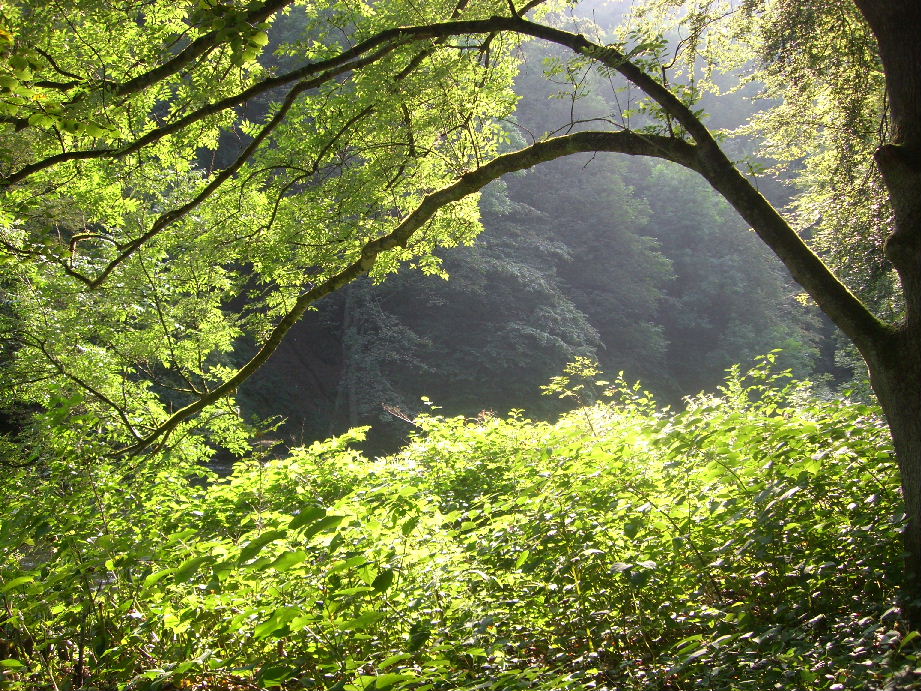 Natur rund um die Müngstener Brücke