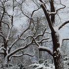 Natur schafft Ordnung II