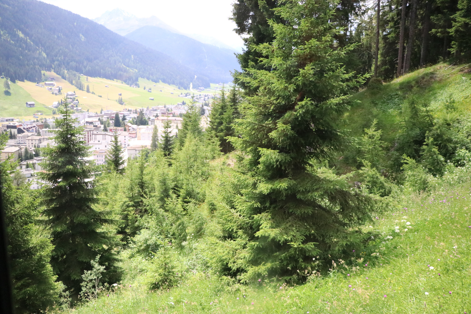 Natur Schatzalpbahn