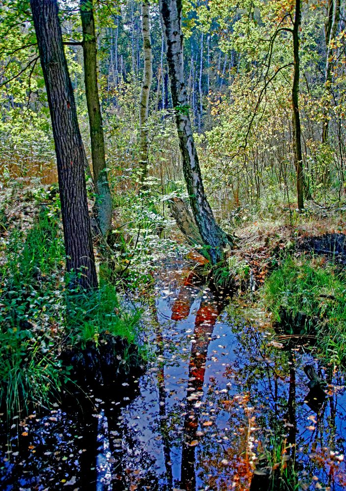 Natur-Schaufenster