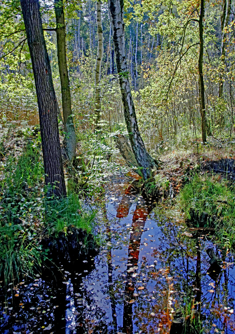 Natur-Schaufenster