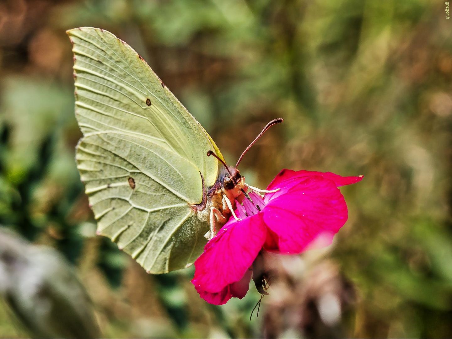 Natur ,Schmetterling,