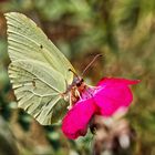 Natur ,Schmetterling,