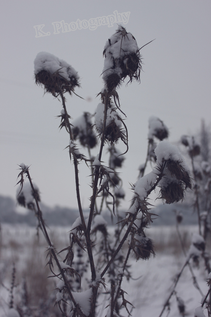 Natur-Schneeaufnahme