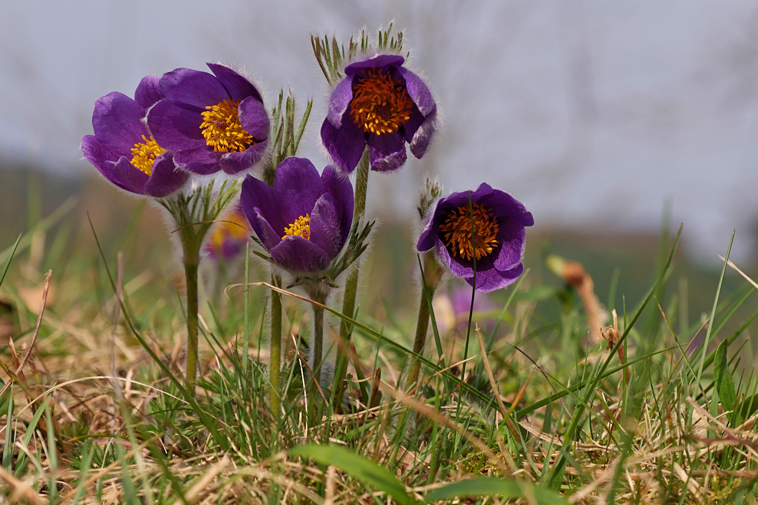 Natur - Schönheit 