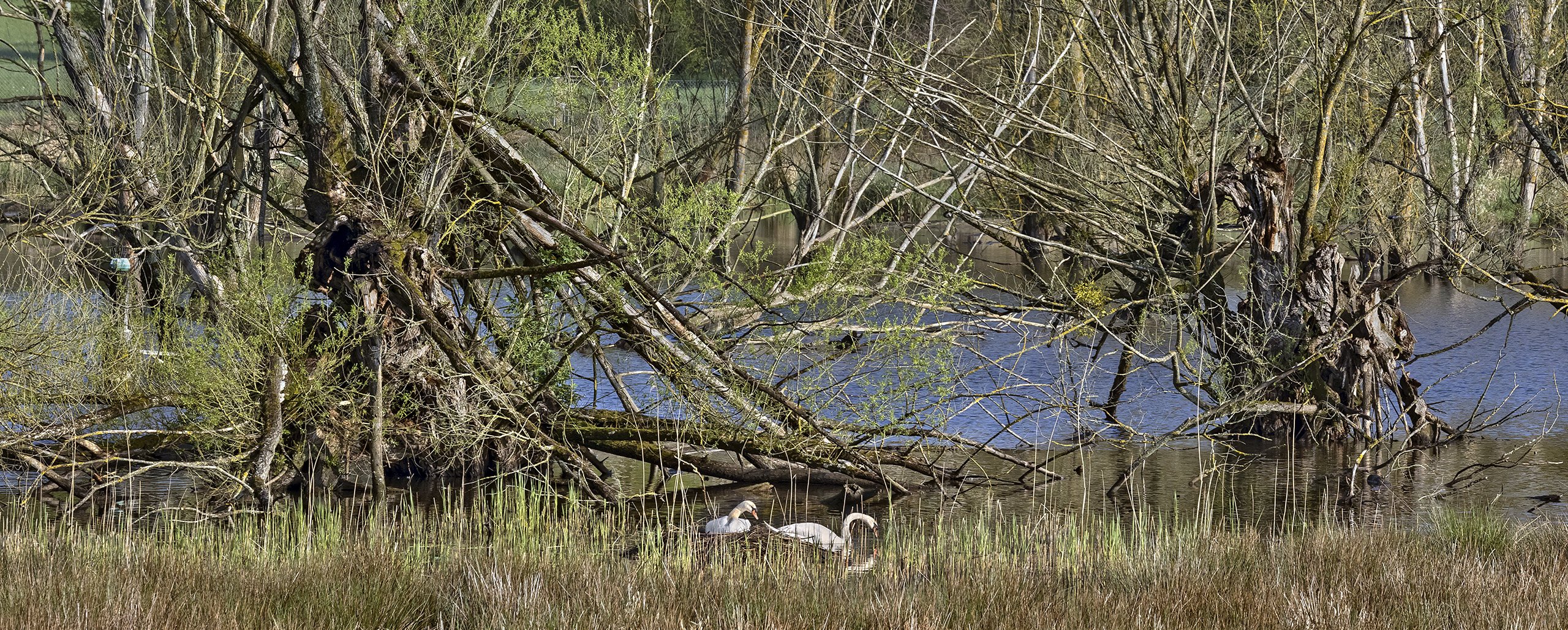 NATUR-SCHUTZ vor Pixel-Canon-en versus echten Kalibern