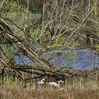 NATUR-SCHUTZ vor Pixel-Canon-en versus echten Kalibern