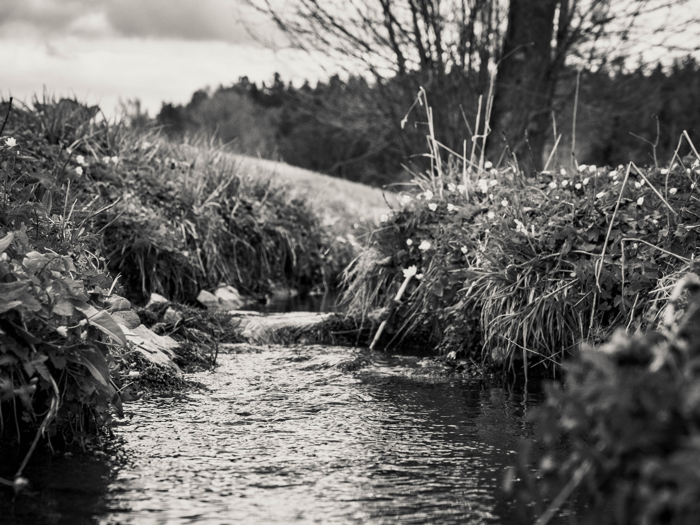 Natur Schwarz-Weiss 4