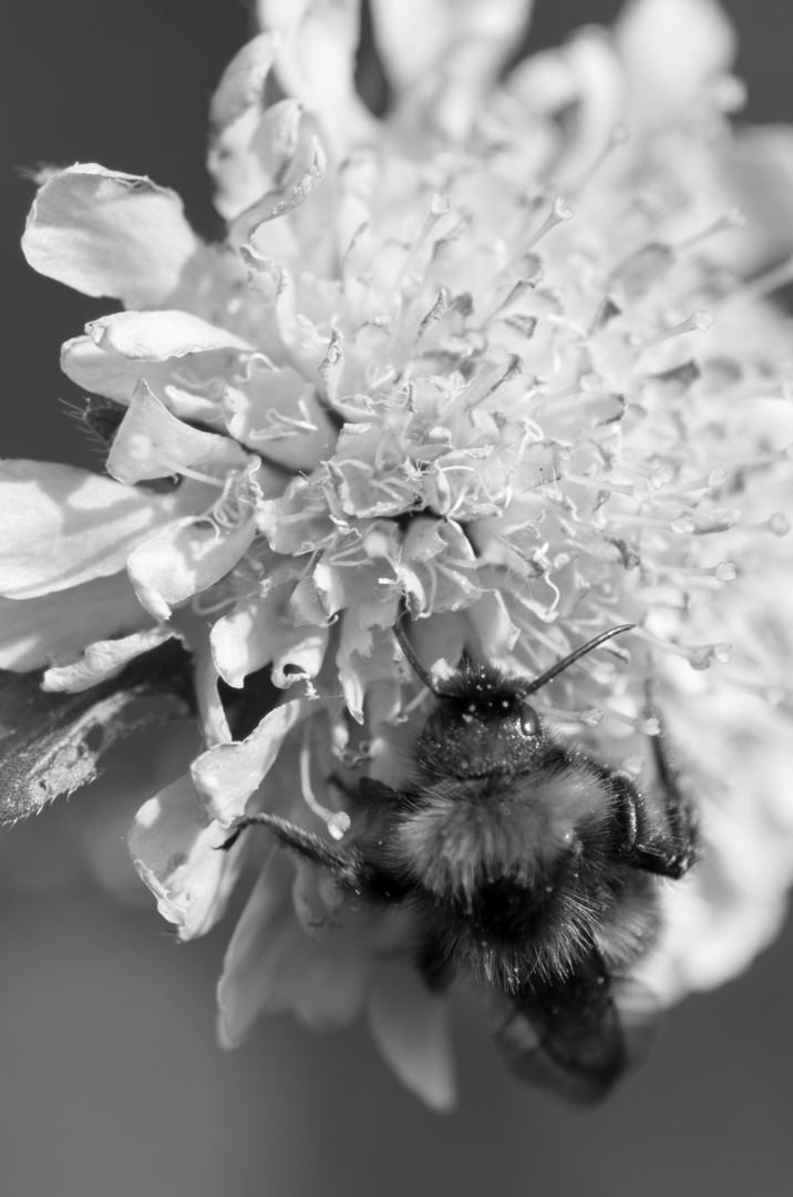 Natur schwarz weiß