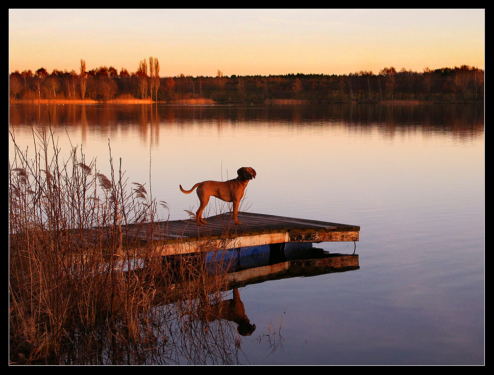 Natur, See mit Steg, Hund und Abendlicht&hellip; Foto &amp; Bild märchenbilder