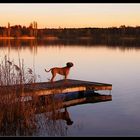 Natur, See mit Steg, Hund und Abendlicht...