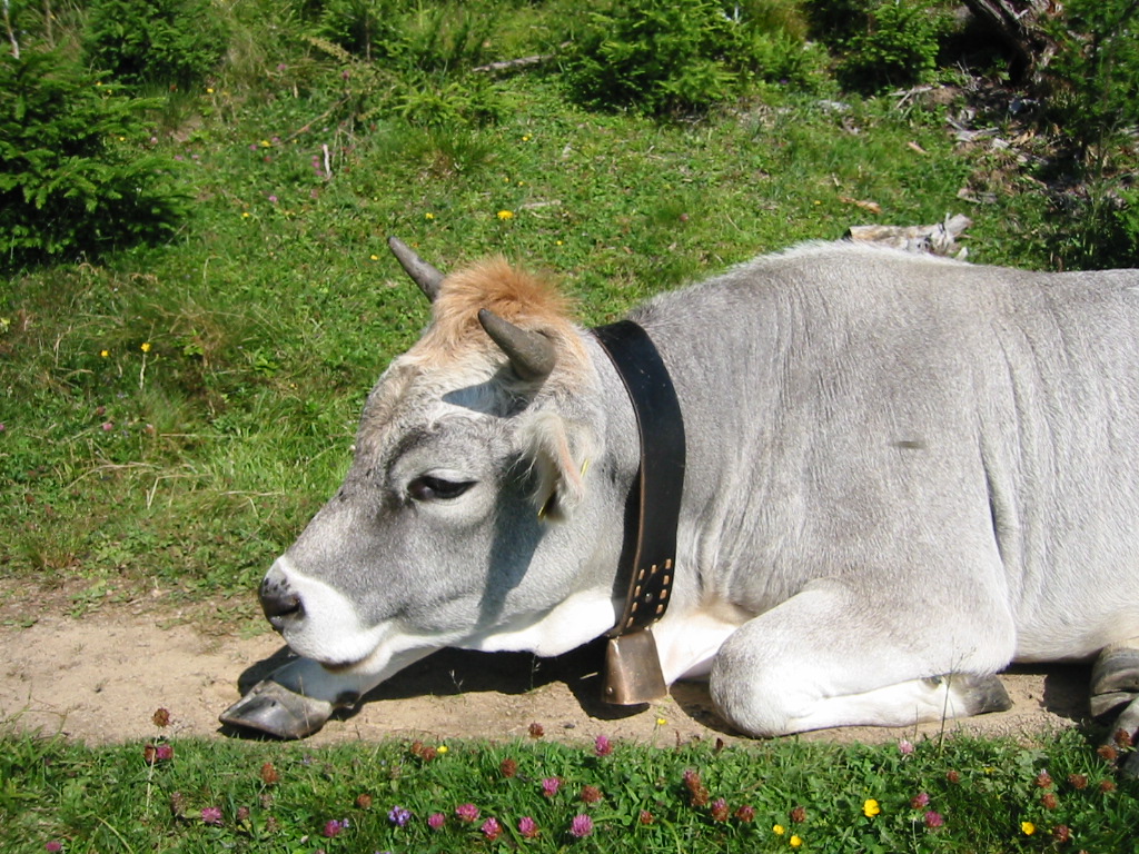 Natur (Serfaus/Tirol)