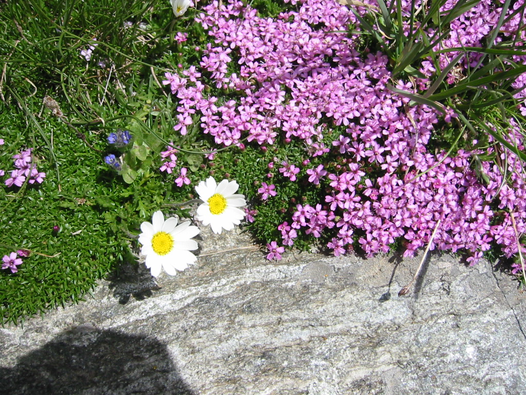 Natur (Serfaus/Tirol)