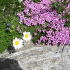 Natur (Serfaus/Tirol)