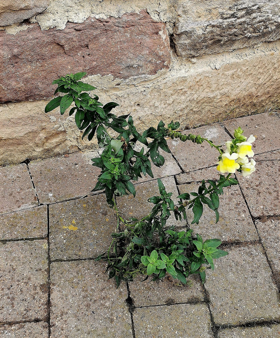 natur setzt sich durch