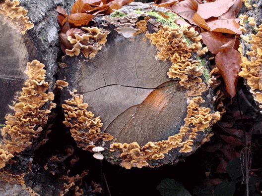 Natur-setzt-sich-durch