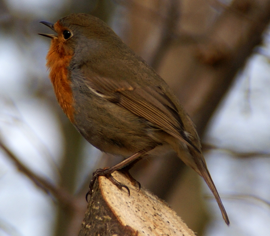 Natur - singendes Rotkehlchen