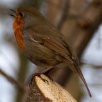 Natur - singendes Rotkehlchen