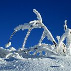 Natur-Skulptur 1