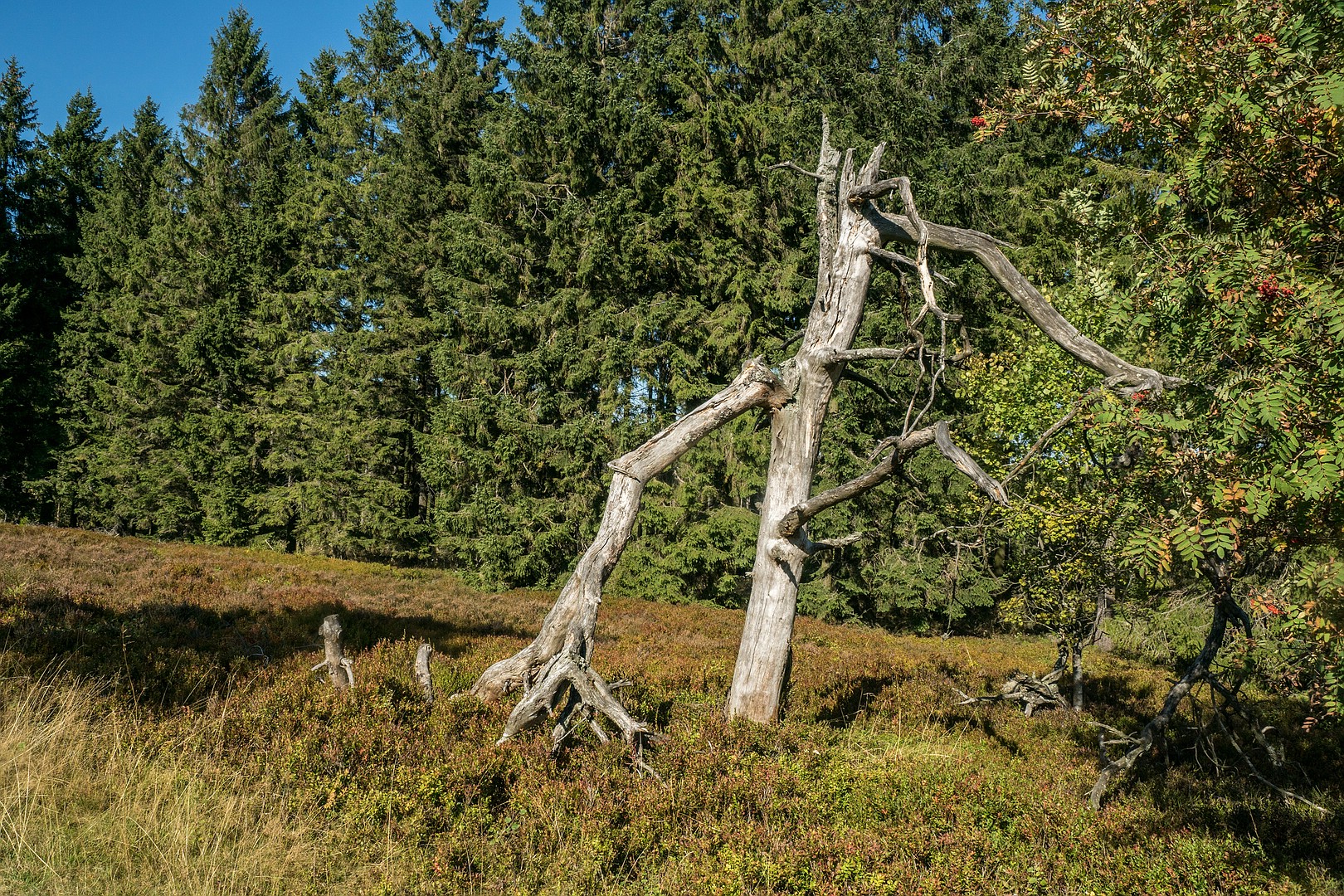 Natur - Skulptur