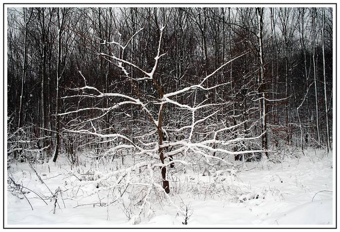 Natur-Skulptur