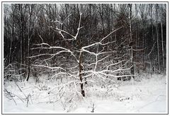 Natur-Skulptur