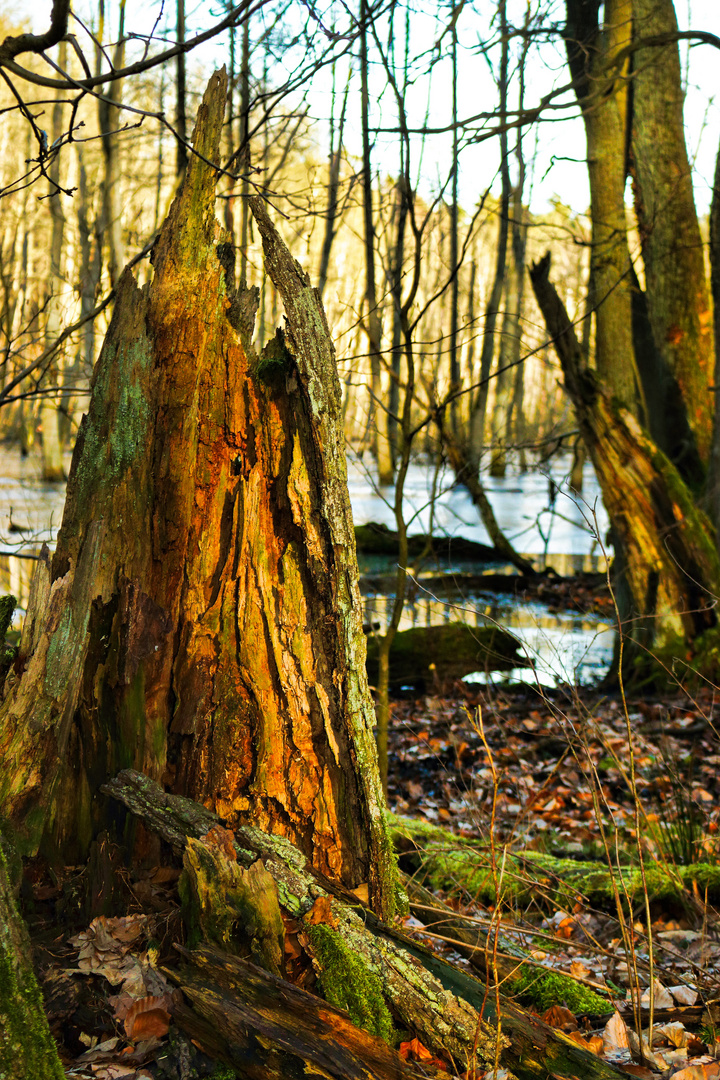 Natur - Skulptur