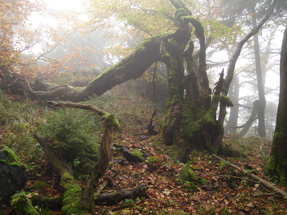 Natur-Skulptur am Rennsteig