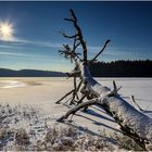 Natur Skulptur am See