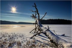 Natur Skulptur am See