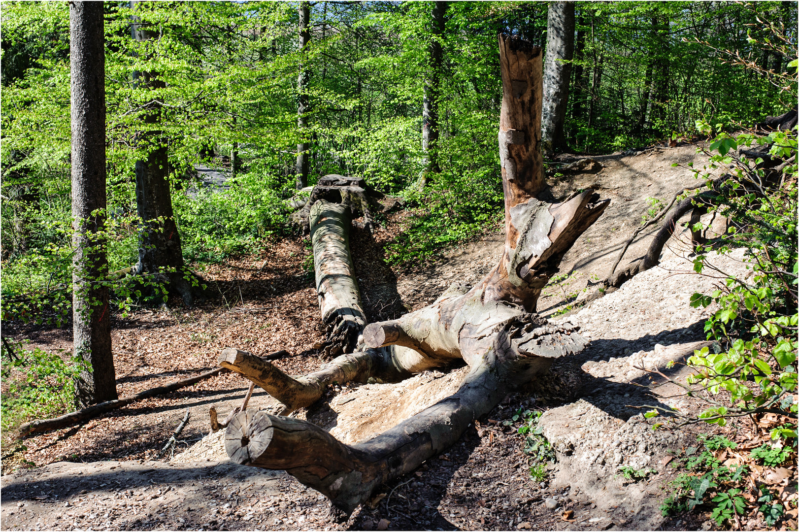 Natur-Skulptur