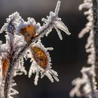 "Natur-Skulptur"