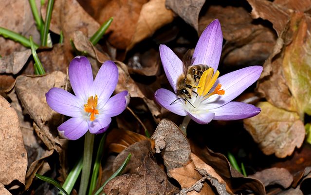 NATUR, SO WIE ICH SIE LIEBE. 