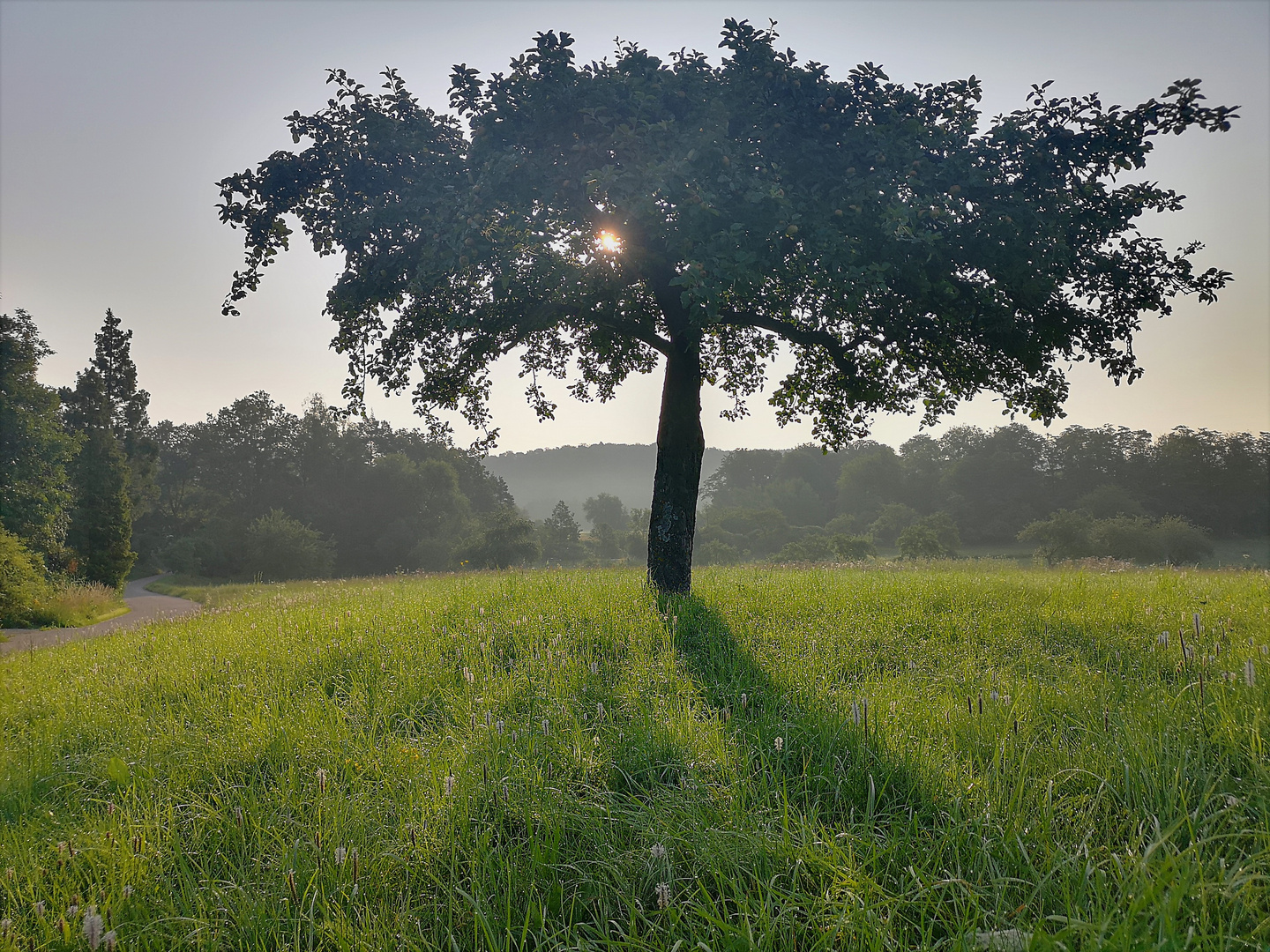 Natur Sommermorgen p21-12-col